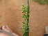  ( - E11_K1213_Setaria_verticillata)  @11 [ ] CreativeCommons - Attribution Non-Commercial Share-Alike (2014) Dr. Robert Pringle Mpala Research Centre