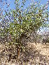  ( - C5_K1214_Balanites_aegyptiaca)  @11 [ ] CreativeCommons - Attribution Non-Commercial Share-Alike (2014) Dr. Robert Pringle Mpala Research Centre