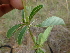  ( - B12_K1216_Barleria_eranthemoides)  @11 [ ] CreativeCommons - Attribution Non-Commercial Share-Alike (2014) Dr. Robert Pringle Mpala Research Centre