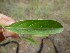  ( - B12_K1216_Barleria_eranthemoides)  @11 [ ] CreativeCommons - Attribution Non-Commercial Share-Alike (2014) Dr. Robert Pringle Mpala Research Centre