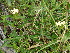  ( - B12_K1216_Barleria_eranthemoides)  @11 [ ] CreativeCommons - Attribution Non-Commercial Share-Alike (2014) Dr. Robert Pringle Mpala Research Centre