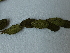  (Phyllanthus sepialis - H8_K1214_Phyllanthus_sp)  @11 [ ] CreativeCommons - Attribution Non-Commercial Share-Alike (2014) Dr. Robert Pringle Mpala Research Centre