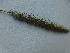  ( - D8_K1216_Cenchrus_ciliaris)  @11 [ ] CreativeCommons - Attribution Non-Commercial Share-Alike (2014) Dr. Robert Pringle Mpala Research Centre