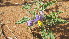  (Solanum coagulans - B4_K1300_Solanum_coagulans)  @11 [ ] CreativeCommons - Attribution Non-Commercial Share-Alike (2014) Dr. Tyler Kartzinel Mpala Research Centre