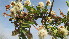  ( - A9_K1300_Acacia_gerrardii)  @11 [ ] CreativeCommons - Attribution Non-Commercial Share-Alike (2014) Dr. Tyler Kartzinel Mpala Research Centre