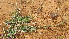  ( - E10_K1300_Tragus_berteronianus)  @11 [ ] CreativeCommons - Attribution Non-Commercial Share-Alike (2014) Dr. Tyler Kartzinel Mpala Research Centre