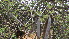  ( - B11_K1300_Acacia_etibaica)  @11 [ ] CreativeCommons - Attribution Non-Commercial Share-Alike (2014) Dr. Tyler Kartzinel Mpala Research Centre