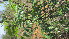  (Zanthoxylum chalybeum - H12_K1300_Ziziphus)  @11 [ ] CreativeCommons - Attribution Non-Commercial Share-Alike (2014) Dr. Tyler Kartzinel Mpala Research Centre