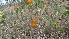  (Solanum lanzae - E11_K1302_Solanum_SKS14-026)  @11 [ ] CreativeCommons - Attribution Non-Commercial Share-Alike (2014) Dr. Tyler Kartzinel Mpala Research Centre