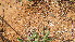  ( - H6_K1301_Dinebra_retroflexa)  @11 [ ] CreativeCommons - Attribution Non-Commercial Share-Alike (2014) Dr. Tyler Kartzinel Mpala Research Centre