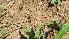  ( - D7_K1301_Brachiaria_deflexa)  @11 [ ] CreativeCommons - Attribution Non-Commercial Share-Alike (2014) Dr. Tyler Kartzinel Mpala Research Centre