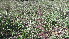  ( - H9_K1301_Echinochloa_pyramidalis)  @11 [ ] CreativeCommons - Attribution Non-Commercial Share-Alike (2235) Unspecified Mpala Research Centre