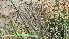  ( - H9_K1301_Echinochloa_pyramidalis)  @11 [ ] CreativeCommons - Attribution Non-Commercial Share-Alike (2014) Dr. Tyler Kartzinel Mpala Research Centre