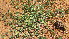 ( - G10_K1301_Indigofera_circinella)  @11 [ ] CreativeCommons - Attribution Non-Commercial Share-Alike (2014) Dr. Tyler Kartzinel Mpala Research Centre