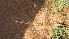  ( - A1_K1302_Chloris_pycnothrix)  @11 [ ] CreativeCommons - Attribution Non-Commercial Share-Alike (2173) Unspecified Mpala Research Centre