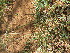 ( - A1_K1302_Chloris_pycnothrix)  @11 [ ] CreativeCommons - Attribution Non-Commercial Share-Alike (2174) Unspecified Mpala Research Centre