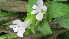  ( - G4_K1302_Asystasia_SKS14-063)  @11 [ ] CreativeCommons - Attribution Non-Commercial Share-Alike (2118) Unspecified Mpala Research Centre
