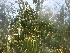  (Vepris eugeniiflia - TK1_E5_FIELD)  @11 [ ] CreativeCommons - Attribution Non-Commercial Share-Alike (2017) Unspecified Mpala Research Centre