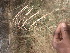  ( - TK1_F6_SI)  @11 [ ] CreativeCommons - Attribution Non-Commercial Share-Alike (2017) Unspecified Mpala Research Centre