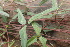  ( - TK2_C12_SI)  @11 [ ] CreativeCommons - Attribution Non-Commercial Share-Alike (2017) Unspecified Mpala Research Centre