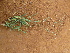  ( - C2_K1216_Chloris_virgata)  @11 [ ] CreativeCommons - Attribution Non-Commercial Share-Alike (2014) Dr. Robert Pringle Mpala Research Centre