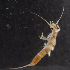 ( - NHMUK013265597)  @11 [ ] Unspecified (default): All Rights Reserved  Ben W Price Natural History Museum, London