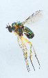  ( - NHMUK014036719)  @11 [ ] Unspecified (default): All Rights Reserved  Ben W Price Natural History Museum, London