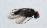  ( - NHMUK014036721)  @11 [ ] Unspecified (default): All Rights Reserved  Ben W Price Natural History Museum, London