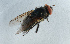  ( - NHMUK014036759)  @11 [ ] Unspecified (default): All Rights Reserved  Ben W Price Natural History Museum, London