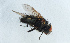  ( - NHMUK014036759)  @11 [ ] Unspecified (default): All Rights Reserved  Ben W Price Natural History Museum, London