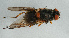  ( - NHMUK014036769)  @11 [ ] Unspecified (default): All Rights Reserved  Ben W Price Natural History Museum, London