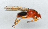  ( - NHMUK014036844)  @11 [ ] Unspecified (default): All Rights Reserved  Ben W Price Natural History Museum, London