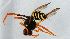  ( - NHMUK014111545)  @11 [ ] Unspecified (default): All Rights Reserved  Ben W Price Natural History Museum, London