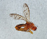  ( - NHMUK014111567)  @11 [ ] Unspecified (default): All Rights Reserved  Ben W Price Natural History Museum, London