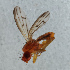  ( - NHMUK014111567)  @11 [ ] Unspecified (default): All Rights Reserved  Ben W Price Natural History Museum, London