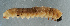  ( - NHMUK014421598)  @11 [ ] Unspecified (default): All Rights Reserved  Ben W Price Natural History Museum, London