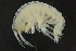  (Gammarus insensibilis - NHMUK014915166)  @11 [ ] CreativeCommons Attribution (by)  The Trustees of the Natural History Museum, London Natural History Museum, London