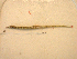 ( - KUT 5470)  @13 [ ] Unspecified (default): All Rights Reserved  University of Kansas Biodiversity Institute (KUBI) Unspecified