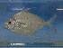  ( - KUT 6823)  @13 [ ] Unspecified (default): All Rights Reserved  South African Institute for Aquatic Biodiversity (SAIAB) Unspecified