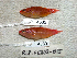  (Plectranthias winniensis - KUT 4089)  @11 [ ] Unspecified (default): All Rights Reserved  University of Kansas Biodiversity Institute (KUBI) Unspecified