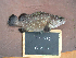  (Epinephelus coeruleopunctatus - KUT 4144)  @13 [ ] Unspecified (default): All Rights Reserved  University of Kansas Biodiversity Institute (KUBI) Unspecified