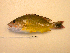  ( - KUT 5663)  @13 [ ] Unspecified (default): All Rights Reserved  University of Kansas Biodiversity Institute (KUBI) Unspecified