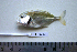  ( - KUT 6752)  @12 [ ] Unspecified (default): All Rights Reserved  University of Kansas Biodiversity Institute (KUBI) Unspecified