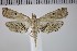  ( - NHMUK014332671)  @11 [ ] CC-By-2.0 (2024) David C. Lees Natural History Museum
