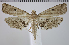  ( - NHMUK014332671)  @11 [ ] CC-By-2.0 (2024) David C. Lees Natural History Museum