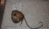  (Sundamys - VS_M12)  @11 [ ] Copyright (2020) Unspecified University of KwaZulu-Natal