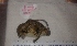  (Sundamys muelleri - VS_M9)  @11 [ ] Copyright (2020) Unspecified University of KwaZulu-Natal