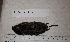  (Mus cookii - VS_M16)  @11 [ ] Copyright (2020) Unspecified University of KwaZulu-Natal