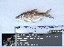  (Pethia ticto - ULVSP15)  @11 [ ] Unspecified (default): All Rights Reserved  Unspecified Unspecified