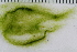  ( - 2016_BIO309A_86)  @11 [ ] CreativeCommons - Attribution Non-Commercial Share-Alike (2016) University of Bergen University of Bergen, Natural History Collections